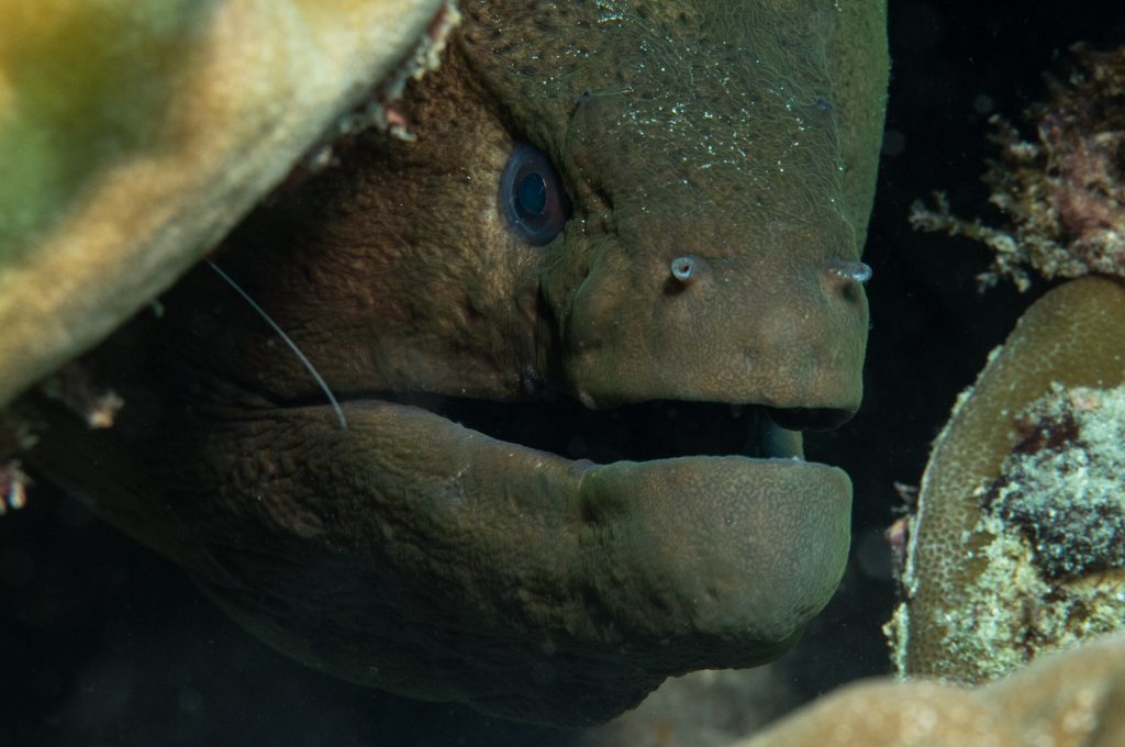 Dive at Premium Dive Sites with ScubaLov in Neil Island