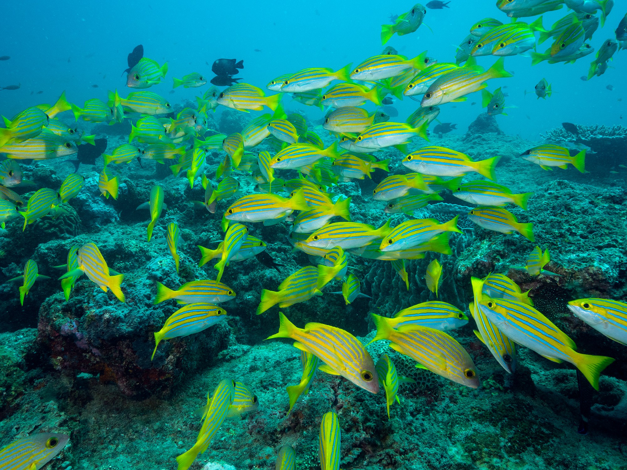 Dive at Premium Dive Sites with ScubaLov in Havelock Island