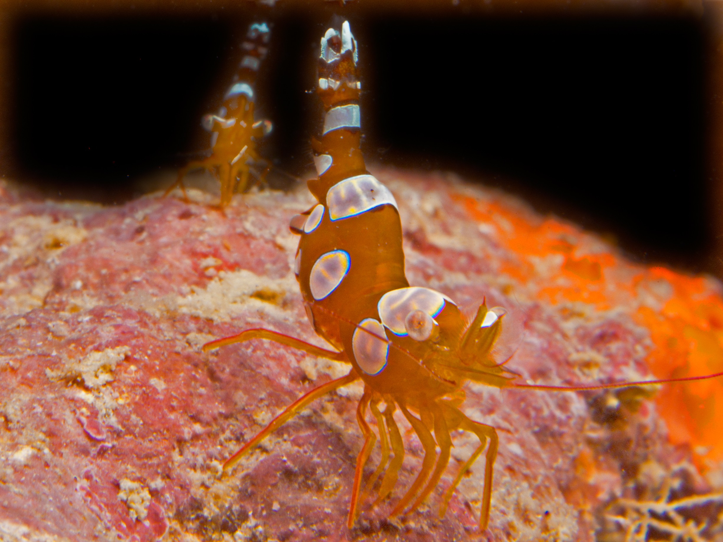 Dive at Premium Dive Sites with ScubaLov in Havelock Island