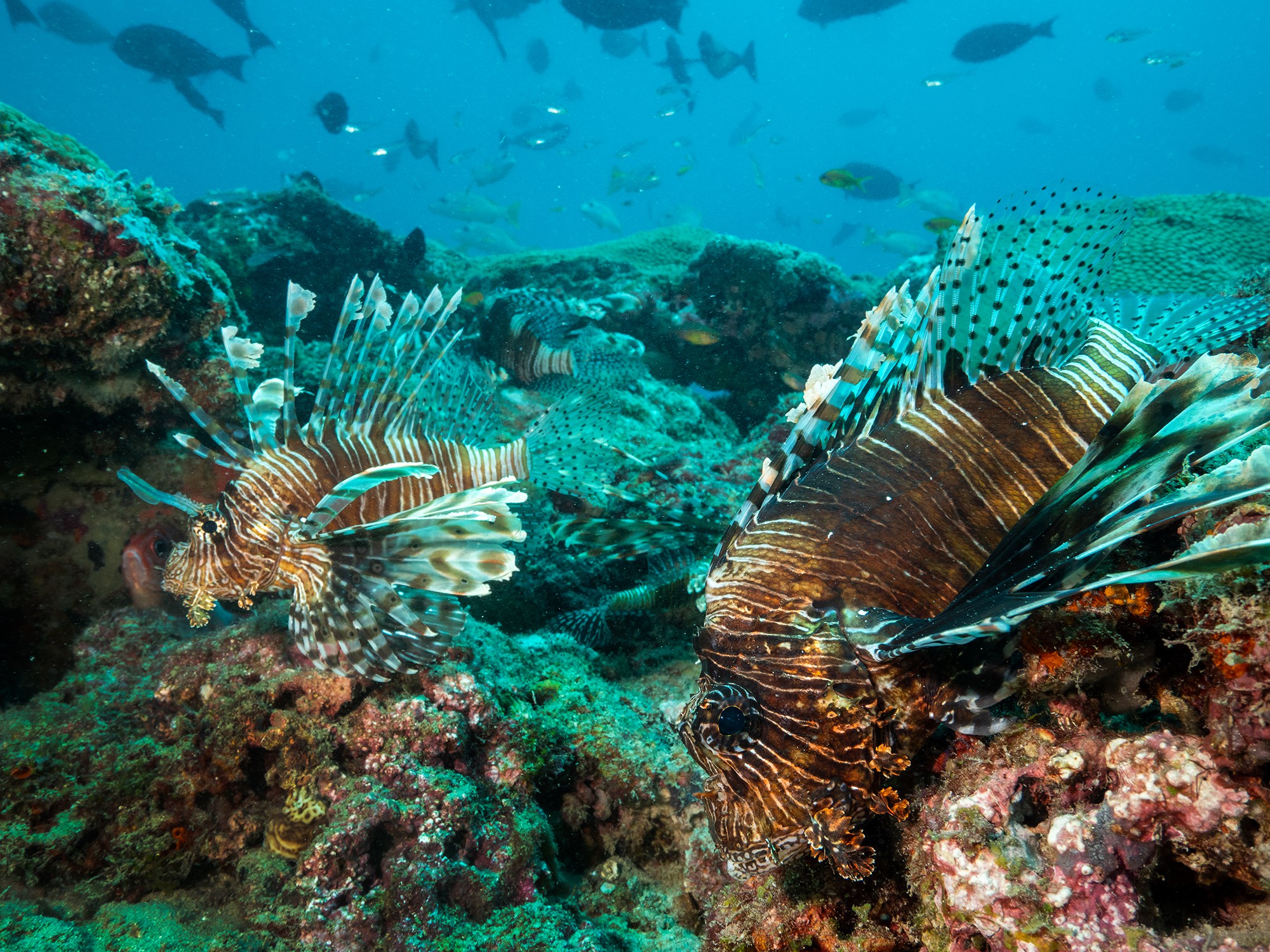 Dive at Premium Sites at Neil Island with ScubaLov