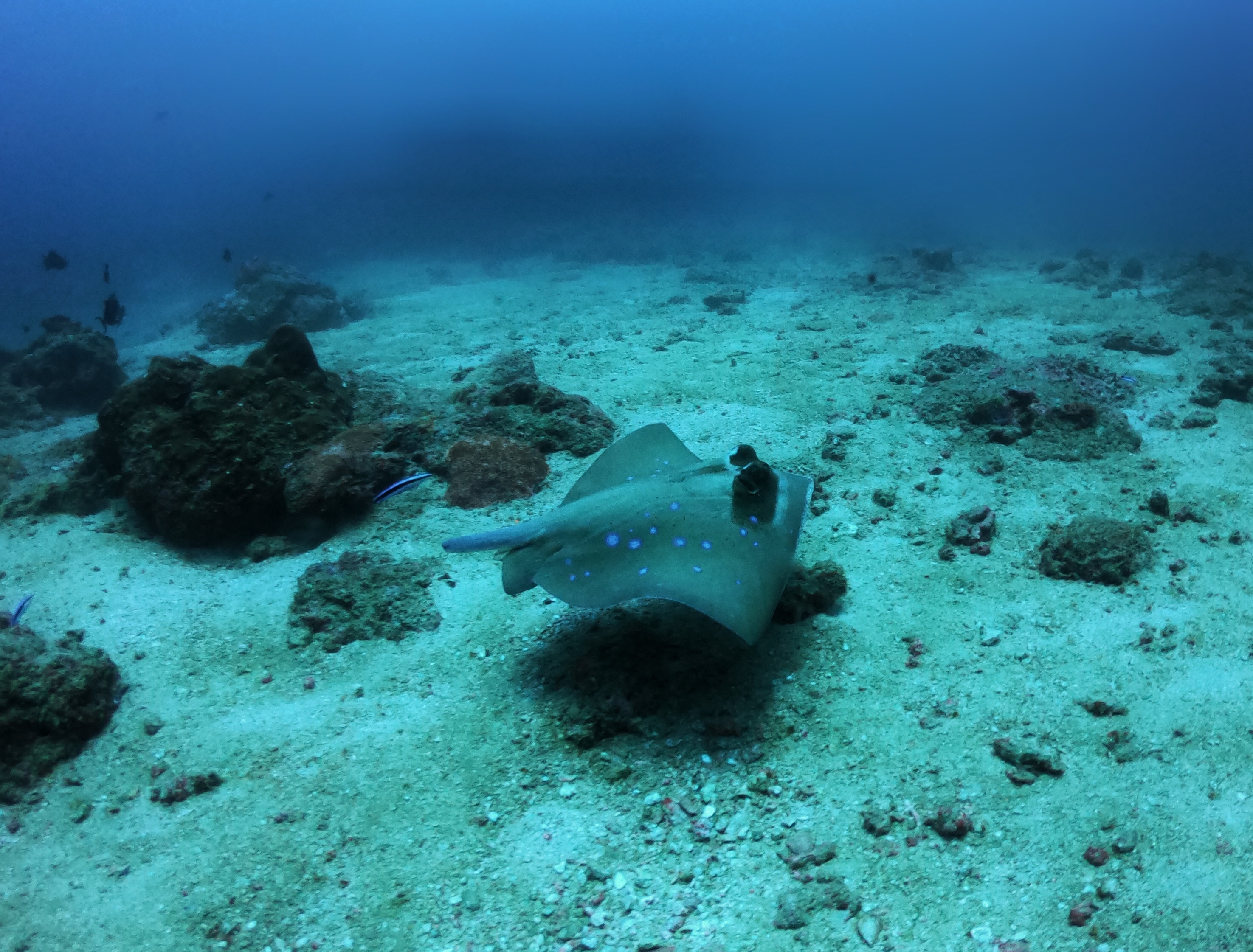 Marine Ecology Courses for Certified Divers with Earthsong and ScubaLov