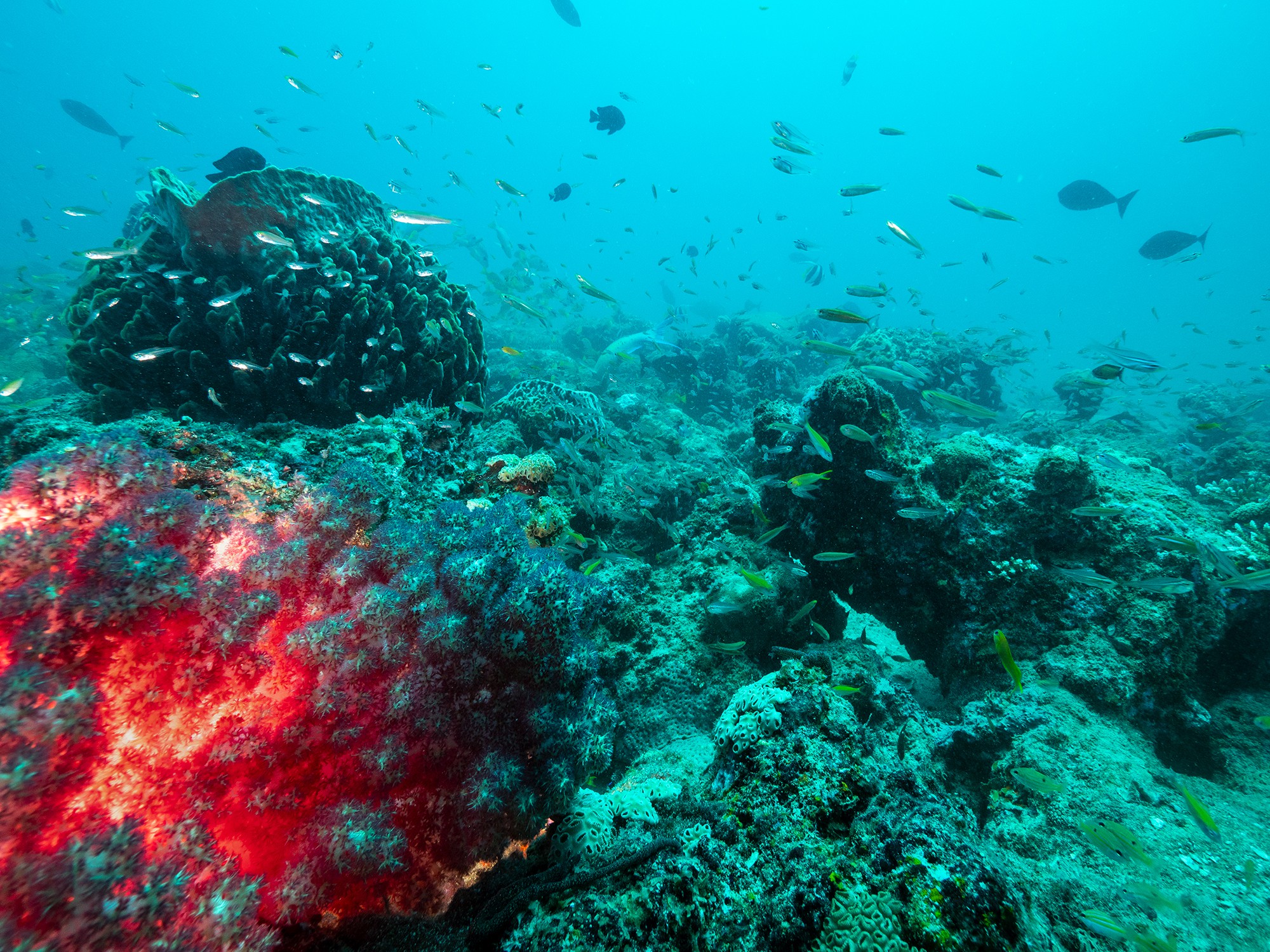 Dive at Premium Sites at Neil Island with ScubaLov