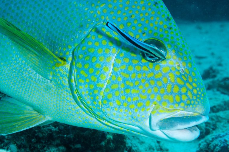 Dive at Premium Dive Sites with ScubaLov in Neil Island