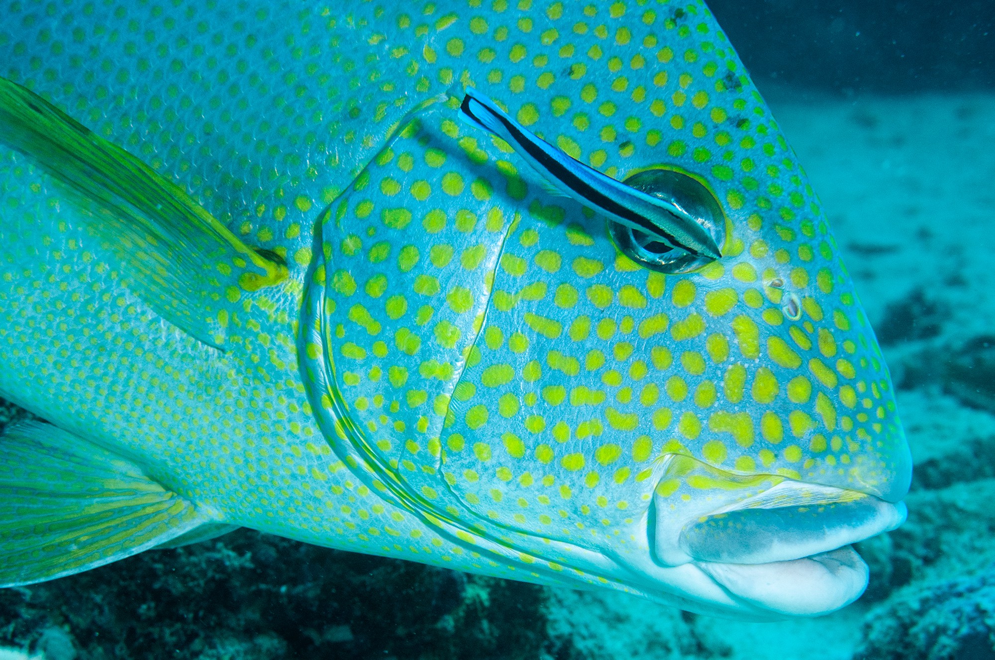Dive at Premium Dive Sites with ScubaLov in Neil Island