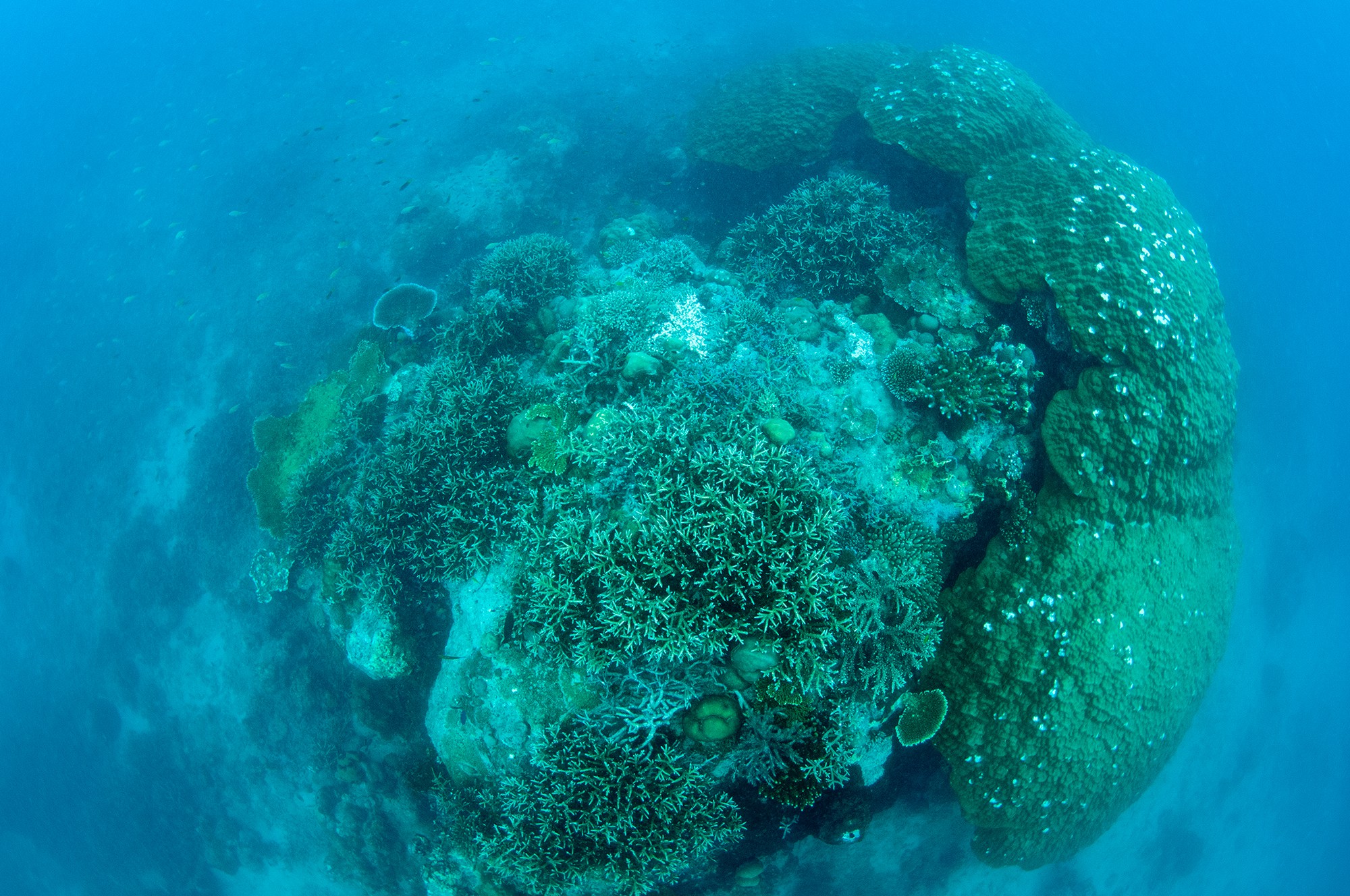 Dive at Premium Dive Sites with ScubaLov in Neil Island