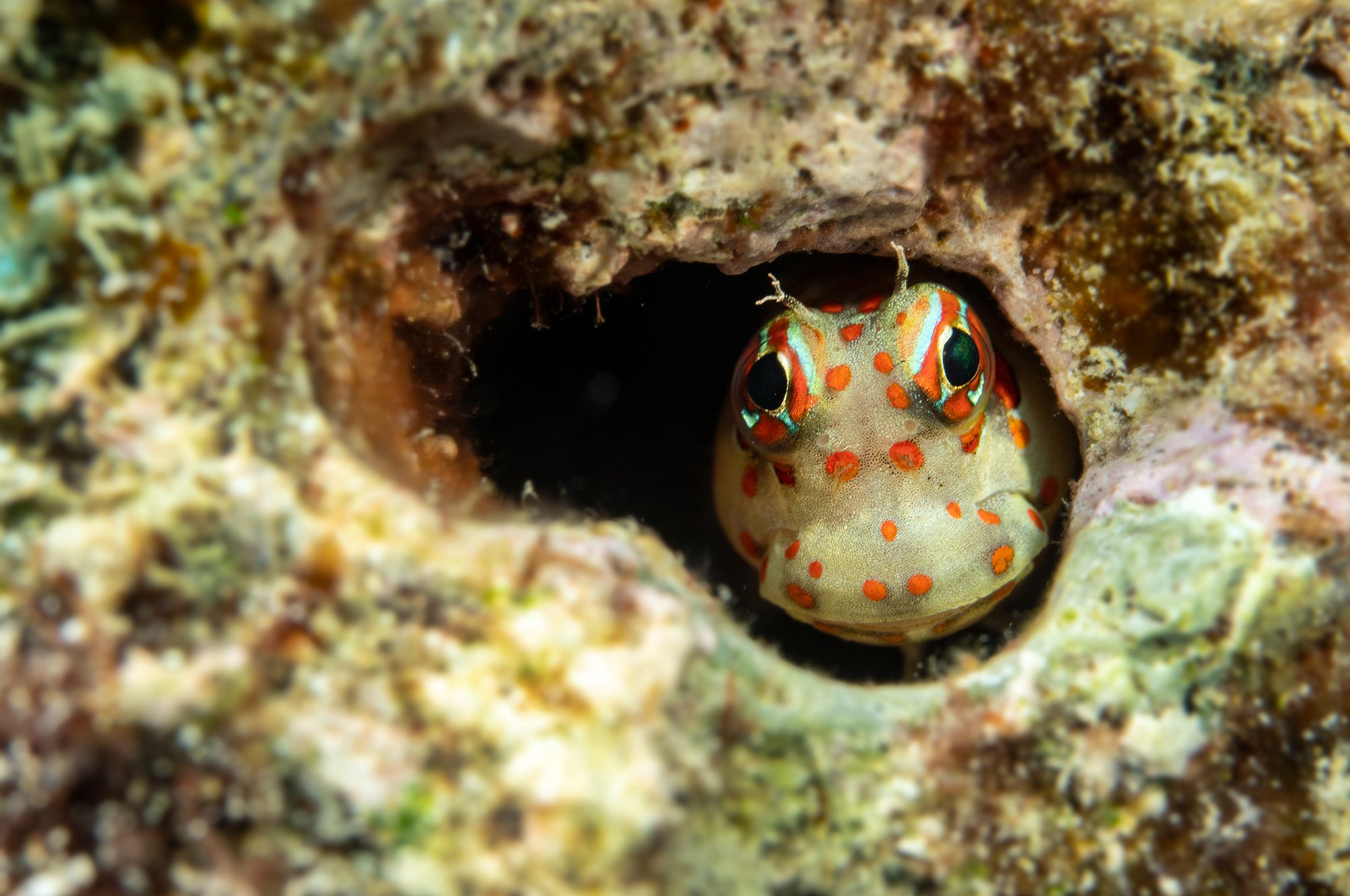 Dive at Premium Dive Sites with ScubaLov in Neil Island