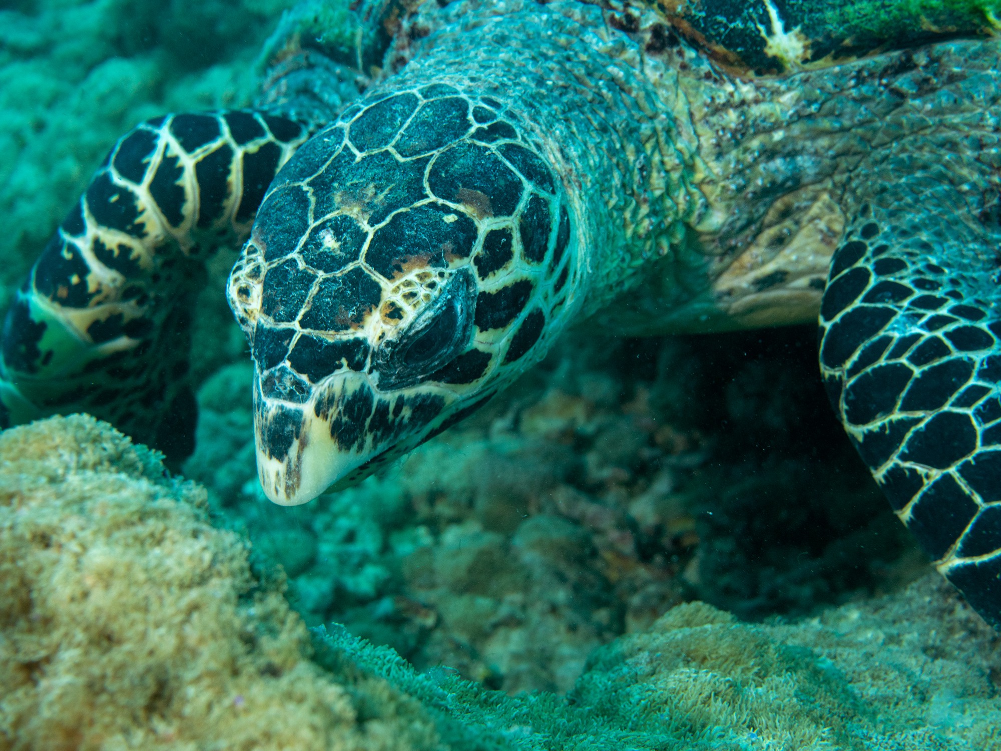 Dive at Premium Dive Sites with ScubaLov in Havelock Island