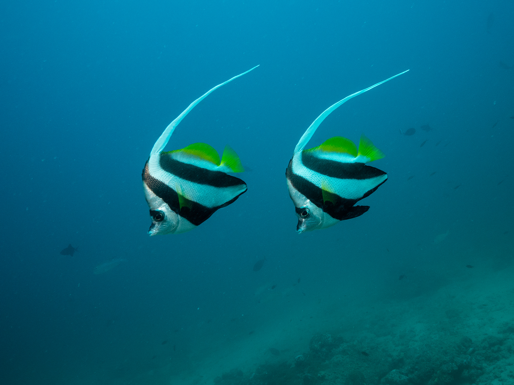 Dive at Premium Dive Sites with ScubaLov in Neil Island