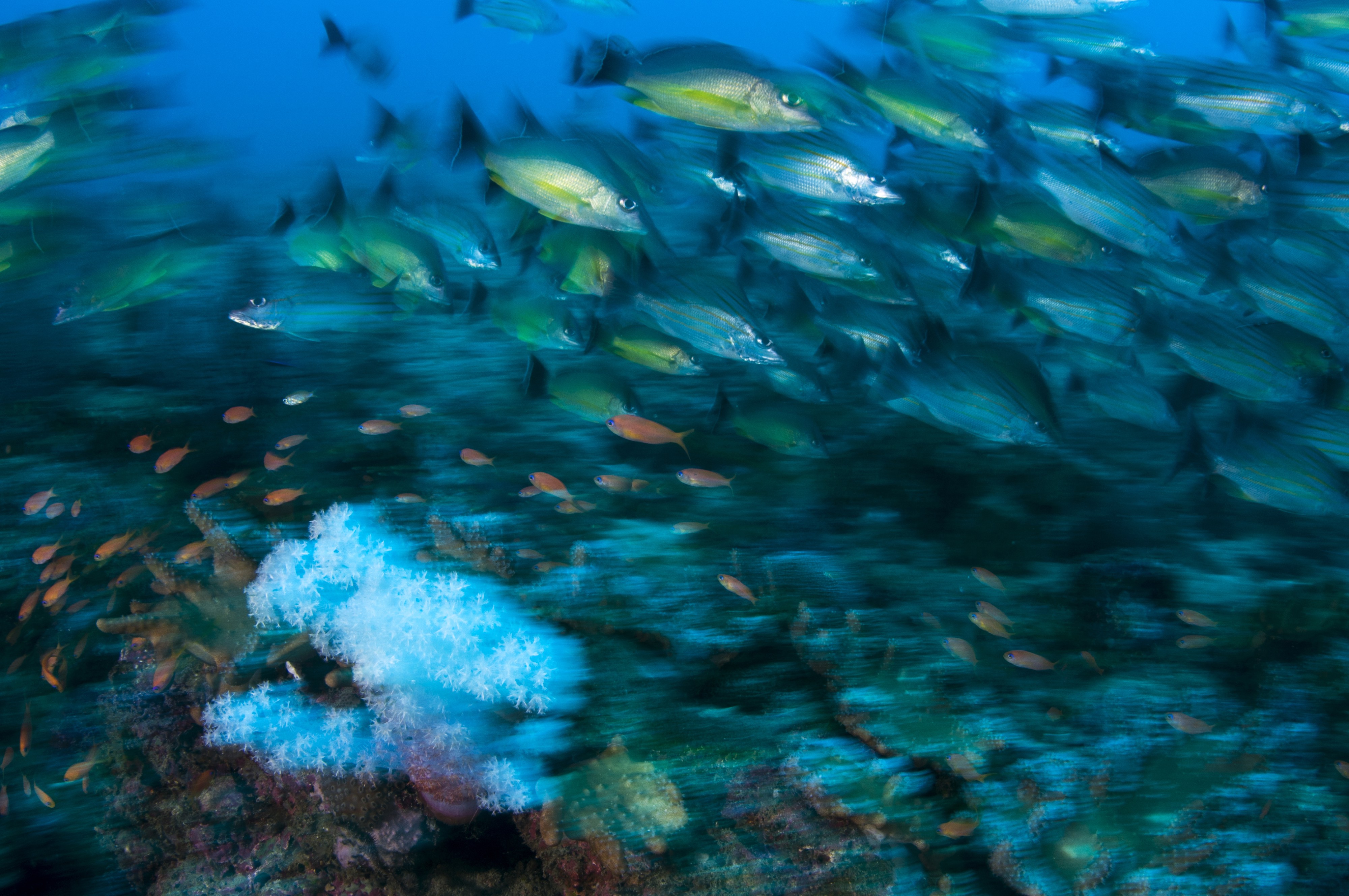 Dive at Premium Dive Sites in Havelock Island with ScubaLov