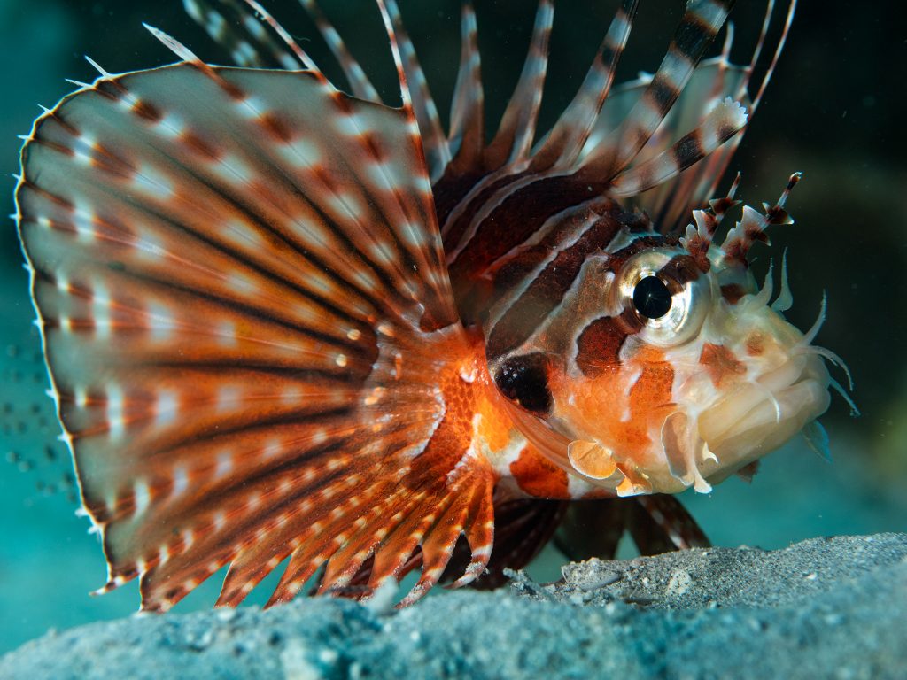 Dive at Premium Dive Sites in Havelock Island with ScubaLov