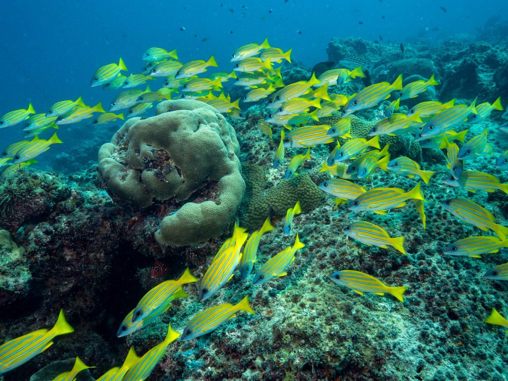 Dive at Premium Dive Sites with ScubaLov in Neil Island