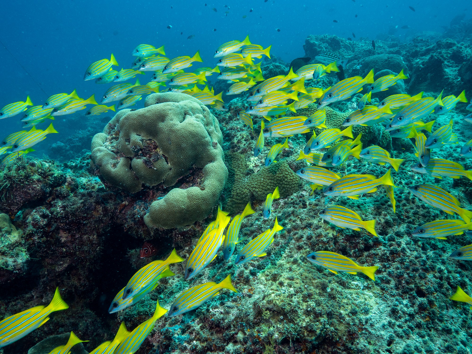 Dive at Premium Dive Sites with ScubaLov in Neil Island
