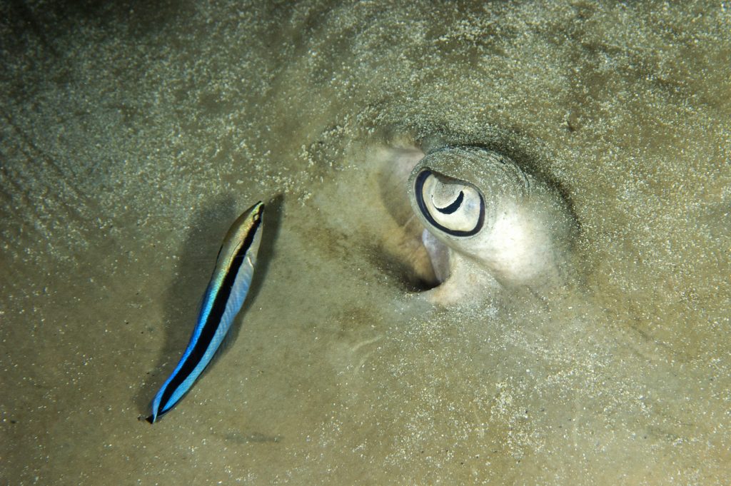 Dive at Premium Dive Sites in Havelock Island with ScubaLov