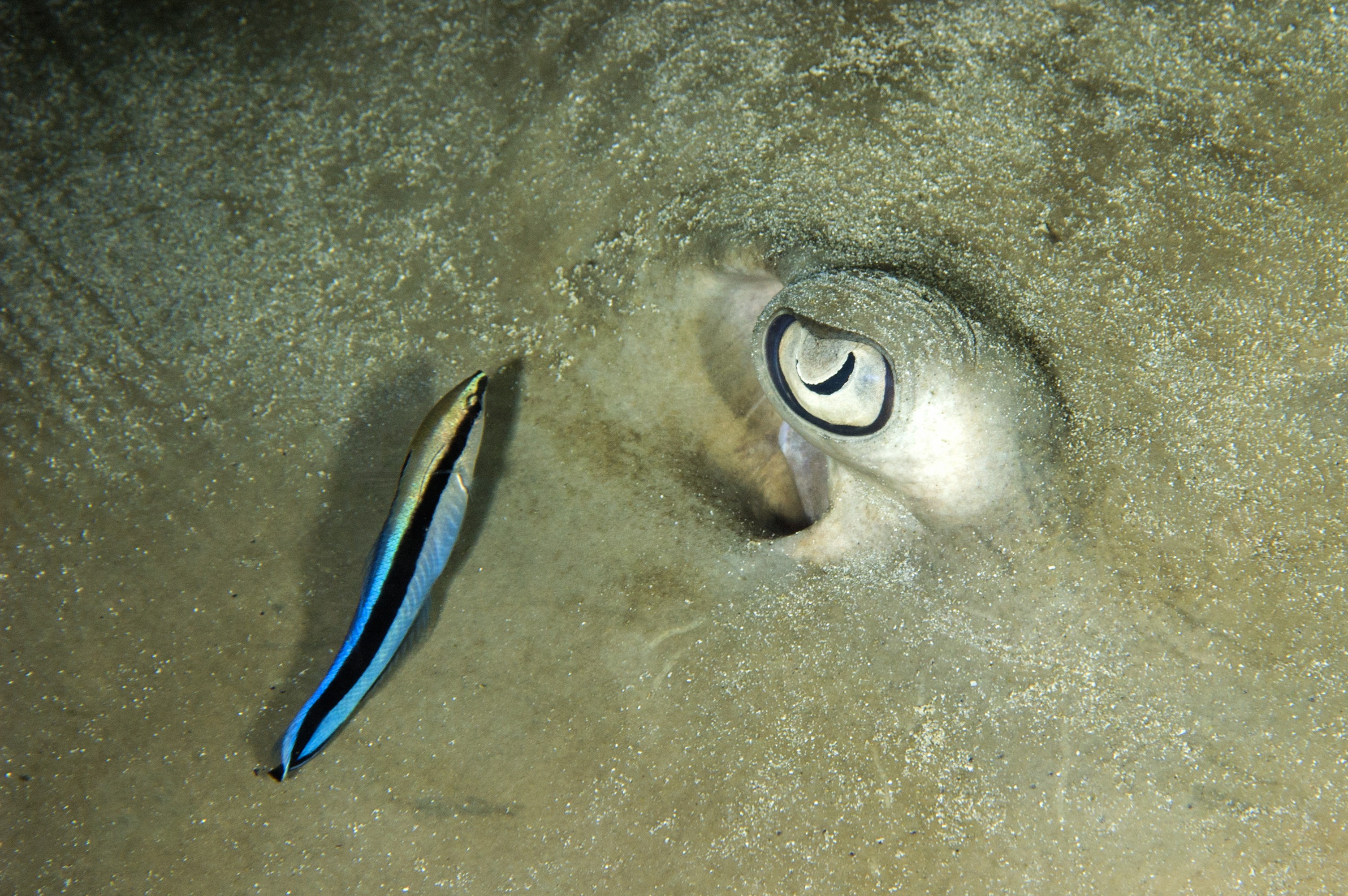 Dive at Premium Dive Sites in Havelock Island with ScubaLov
