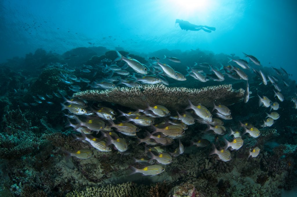 Dive at Premium Dive Sites with ScubaLov in Havelock Island