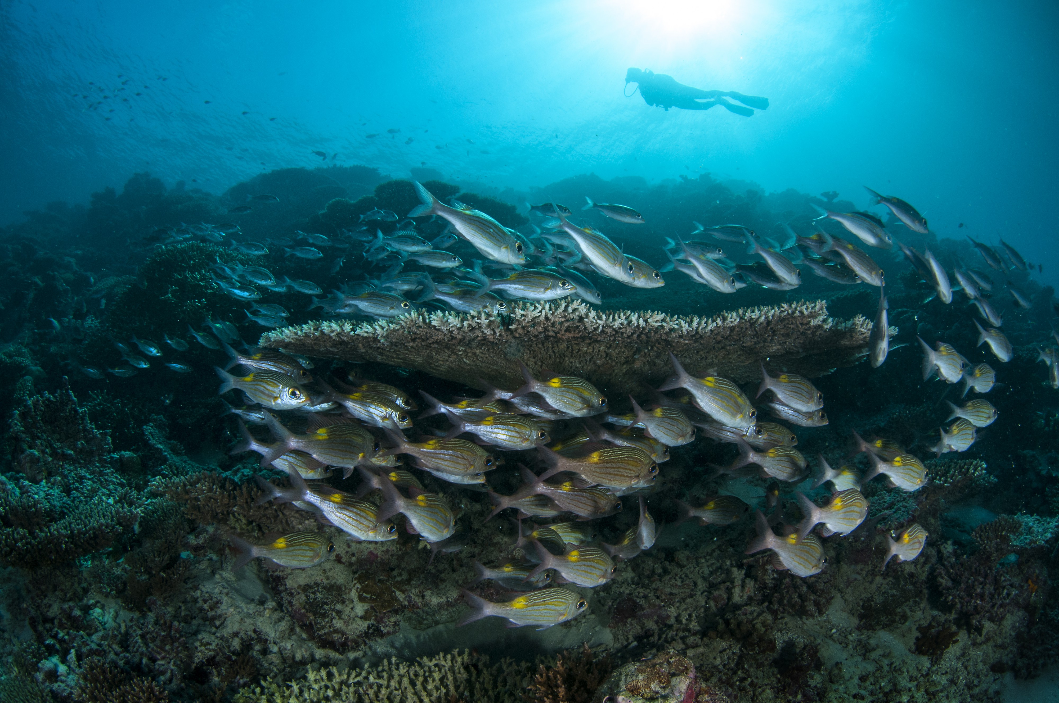 Dive at Premium Dive Sites with ScubaLov in Havelock Island
