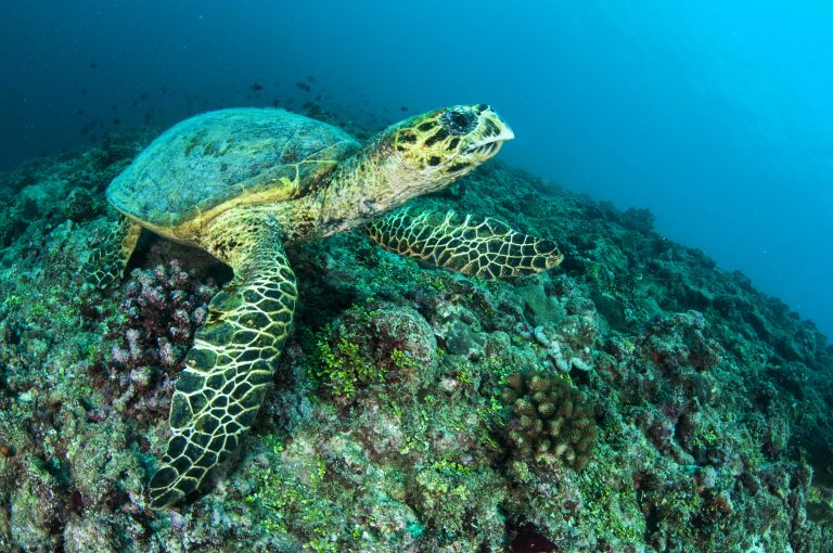 Dive at Premium Dive Sites with ScubaLov in Havelock Island