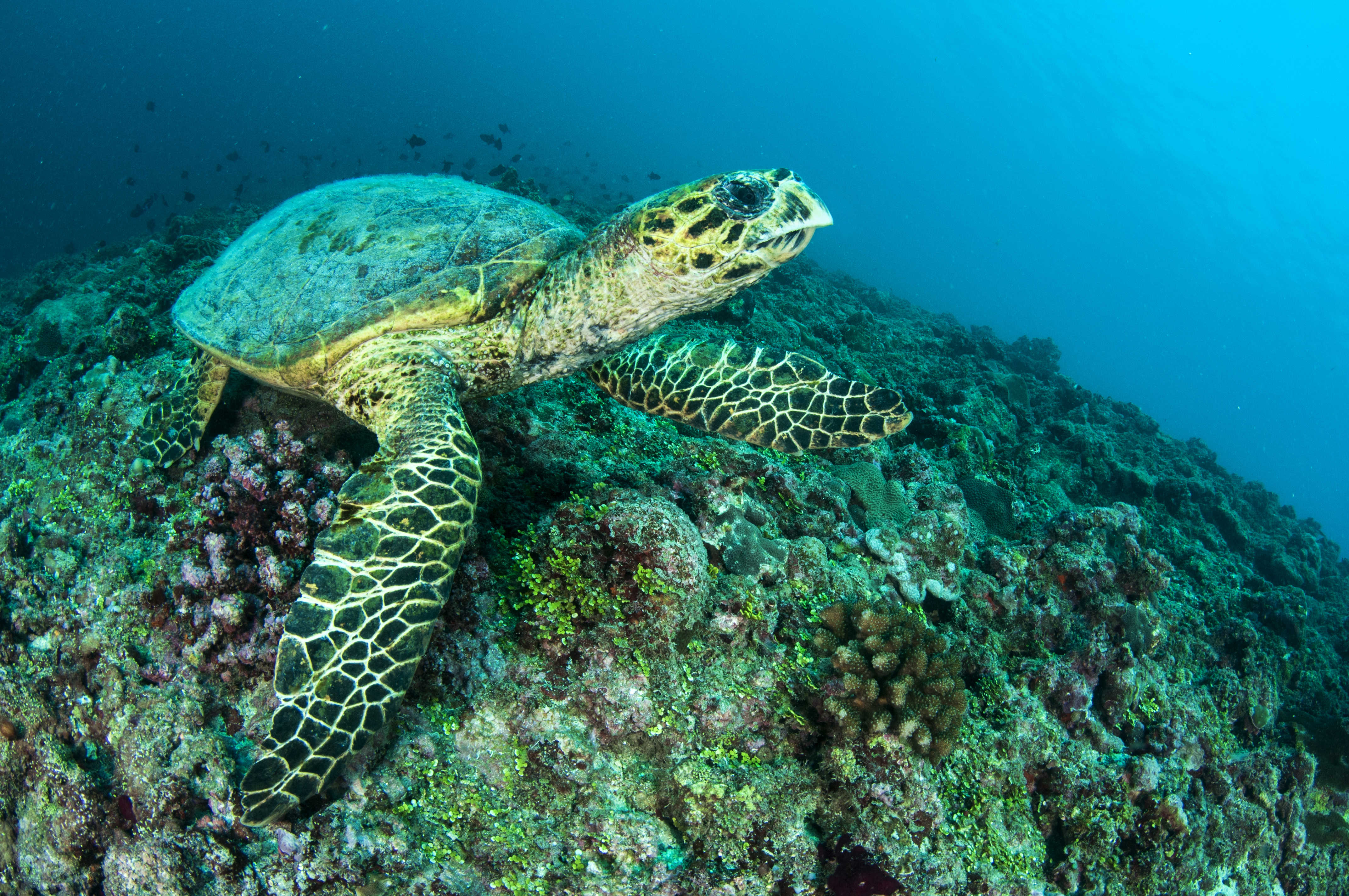 Havelock Dive Site - Turtle Beach