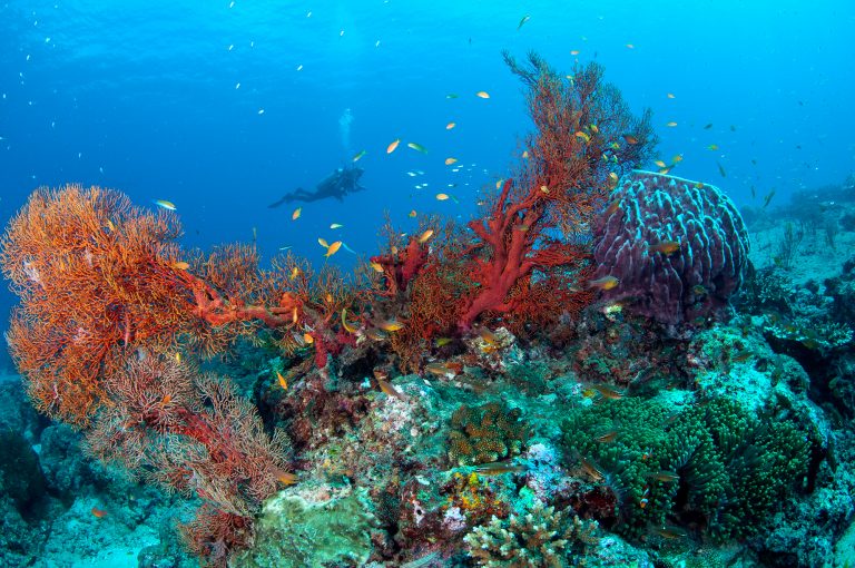 Can I Dive Or Snorkel If I Don’t Know How To Swim? Discover Scuba Diving for Beginner's with ScubaLov