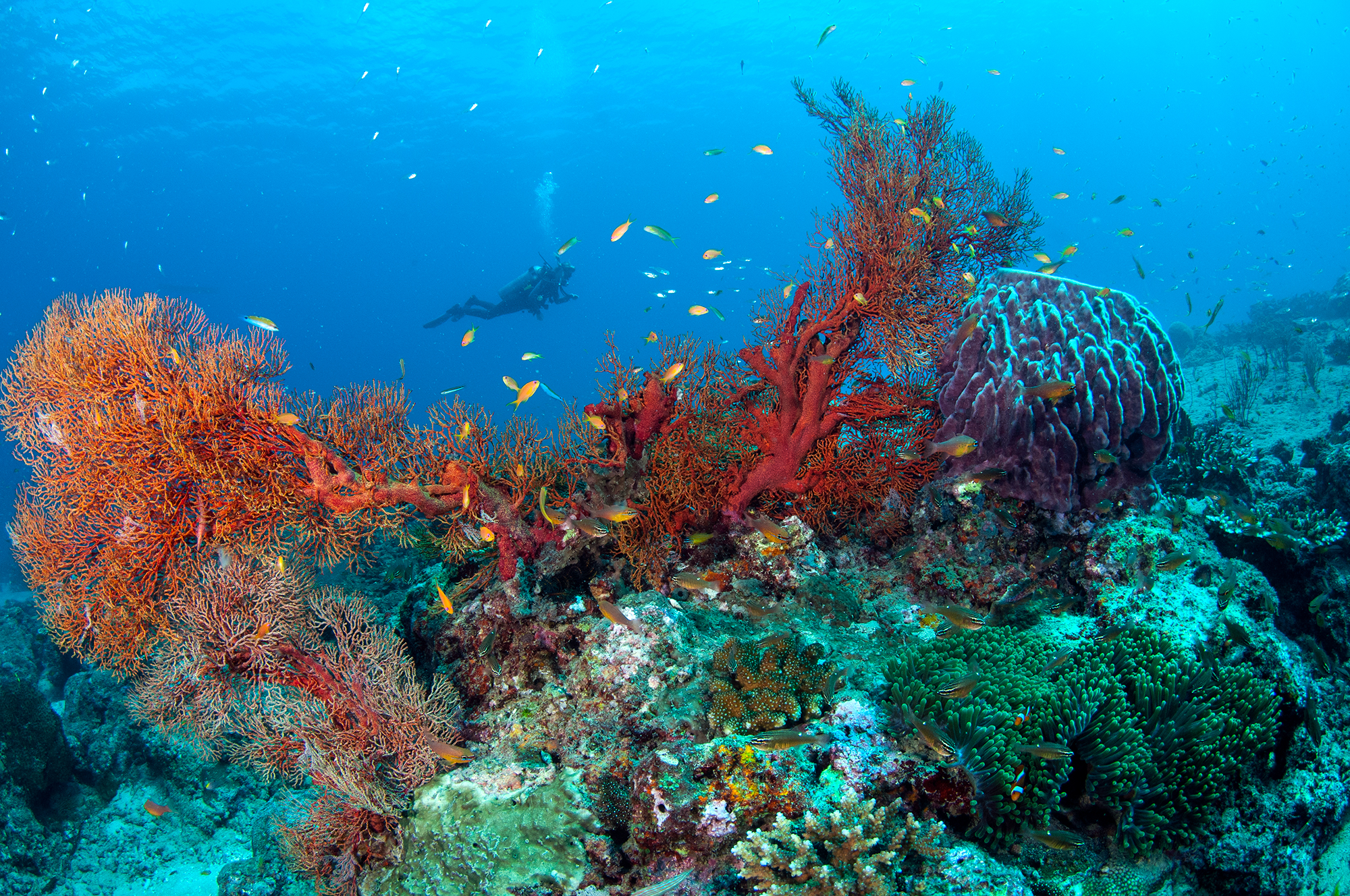Can I Dive Or Snorkel If I Don’t Know How To Swim? Discover Scuba Diving for Beginner's with ScubaLov