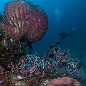 PADI DiveMaster with ScubaLov; Professional Diving Courses