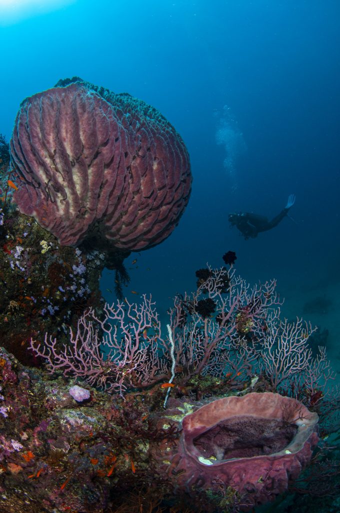 PADI DiveMaster with ScubaLov; Professional Diving Courses