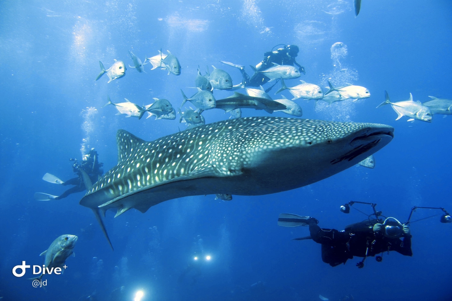 Diving With Sharks And Rays In Thailand