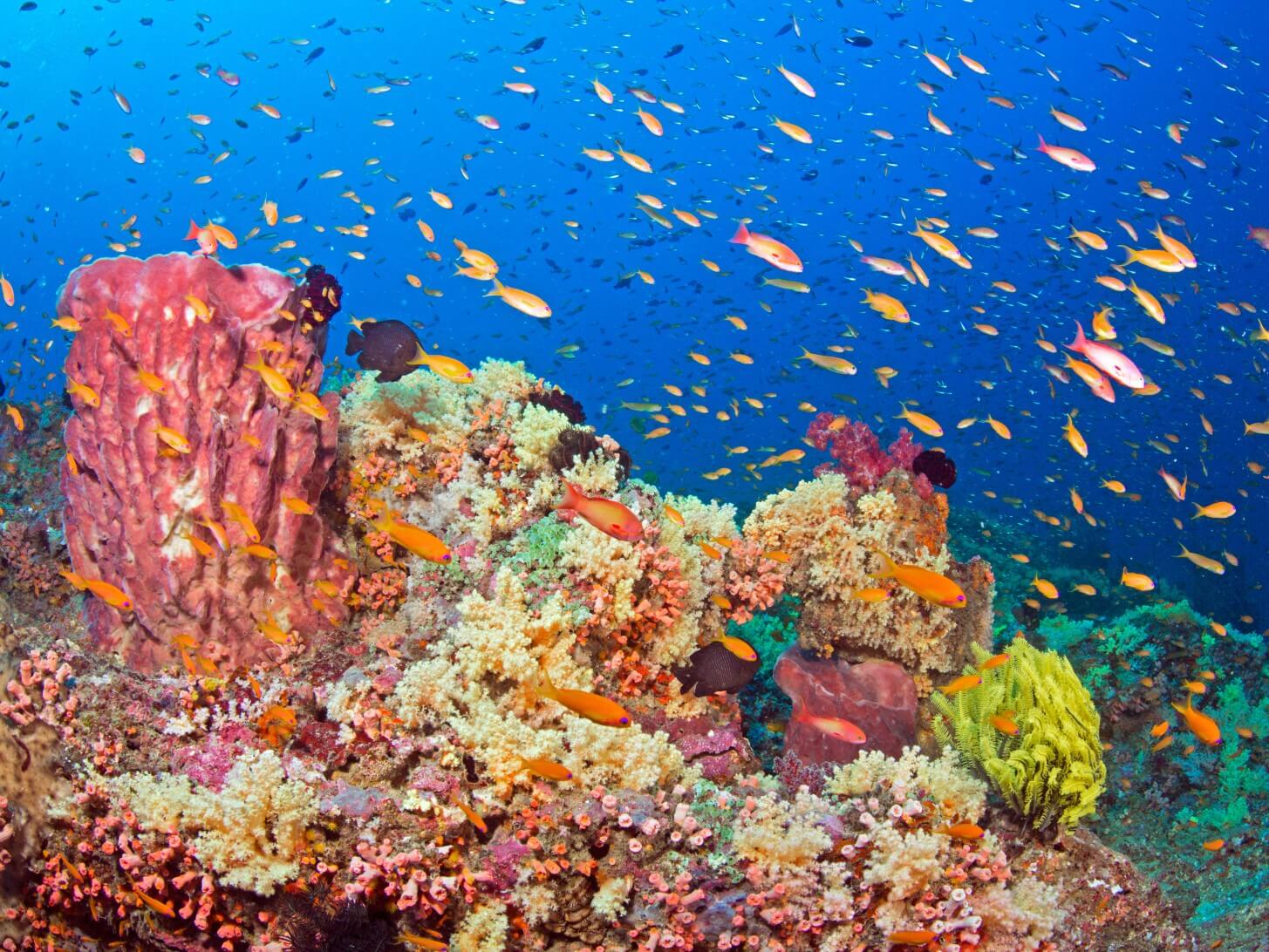 Premium Dive Sites with ScubaLov ; Dixon's Pinnacles