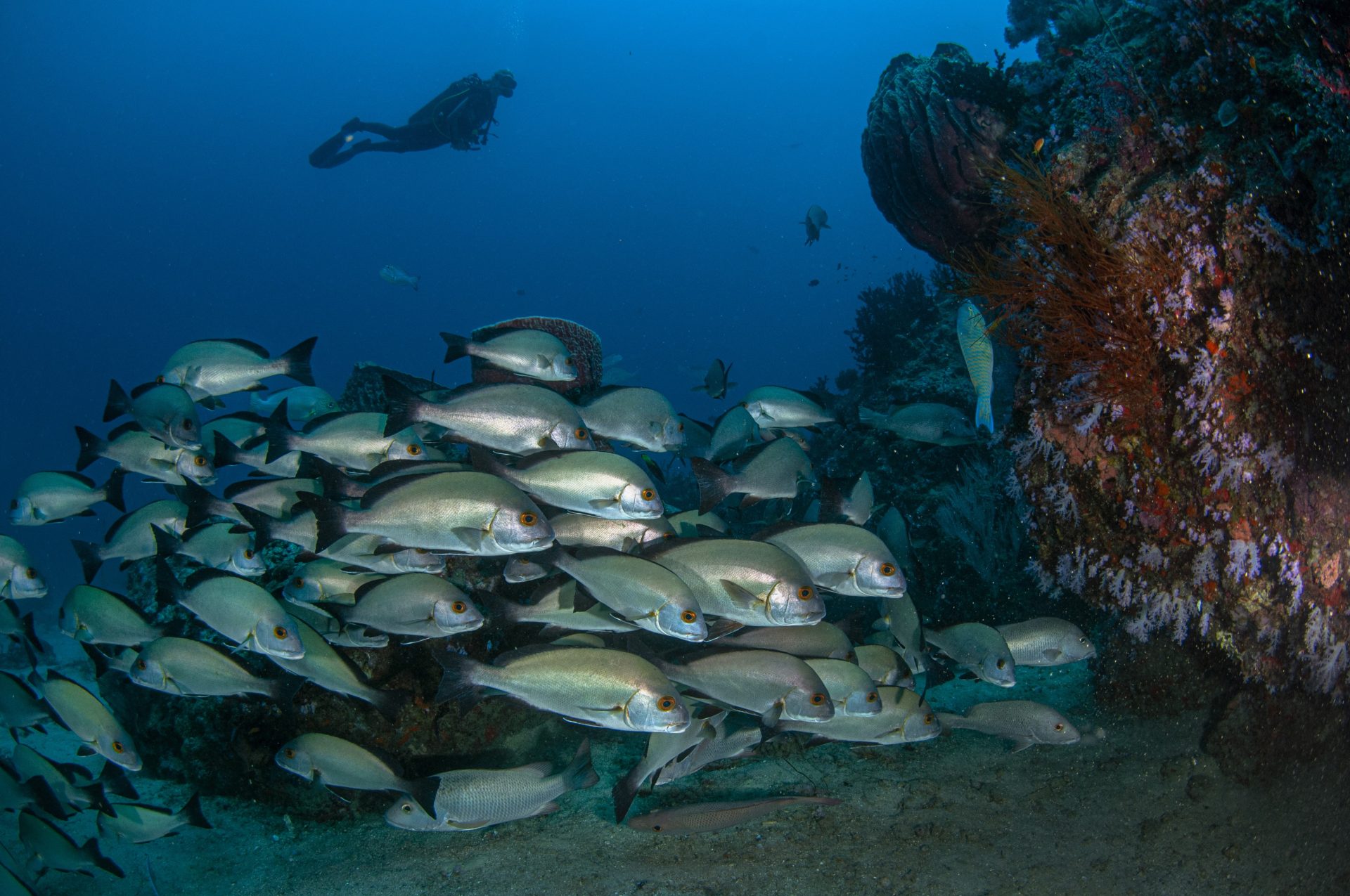 Guided Fun Dives with ScubaLov : Diving Essentials