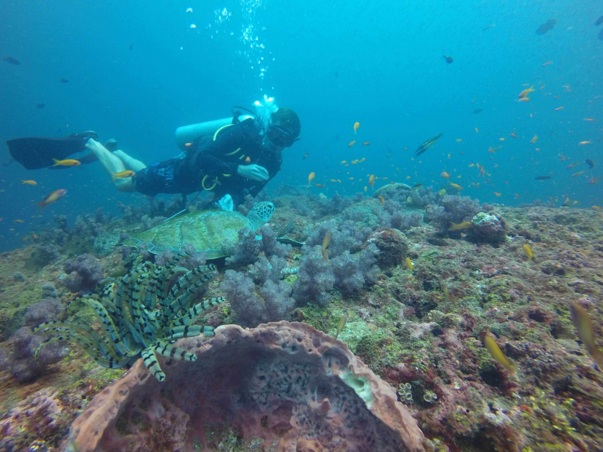 The Essential Guide to the Andaman Islands