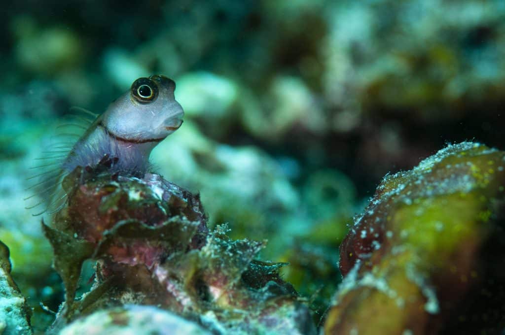 Earthsong Marine Ecology Courses for Certified Divers