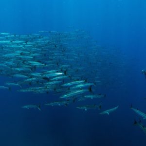 PADI Deep Diver Course with ScubaLov