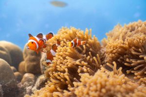 Neil Island: An Unexplored Diving Paradise in the Andamans