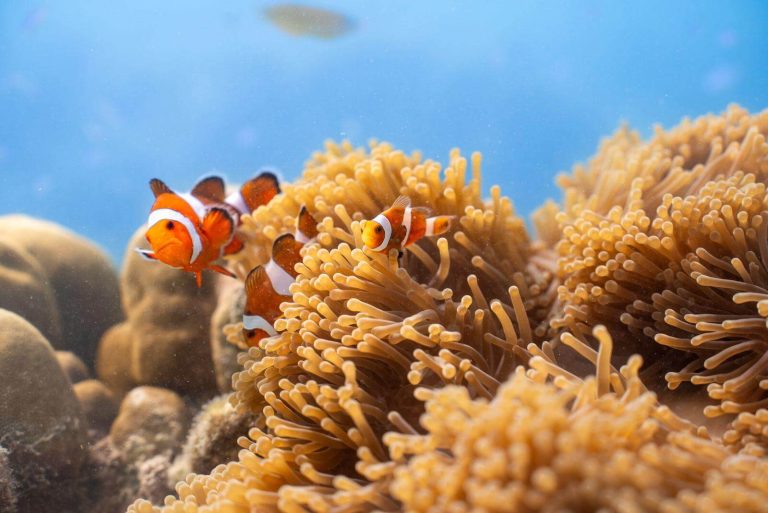 Neil Island: An Unexplored Diving Paradise in the Andamans