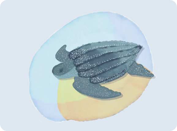 Earthsong's Marine Ecology Courses for Certified Divers