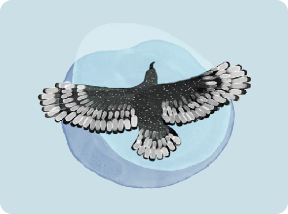 Earthsong's Marine Ecology Courses for Certified Divers