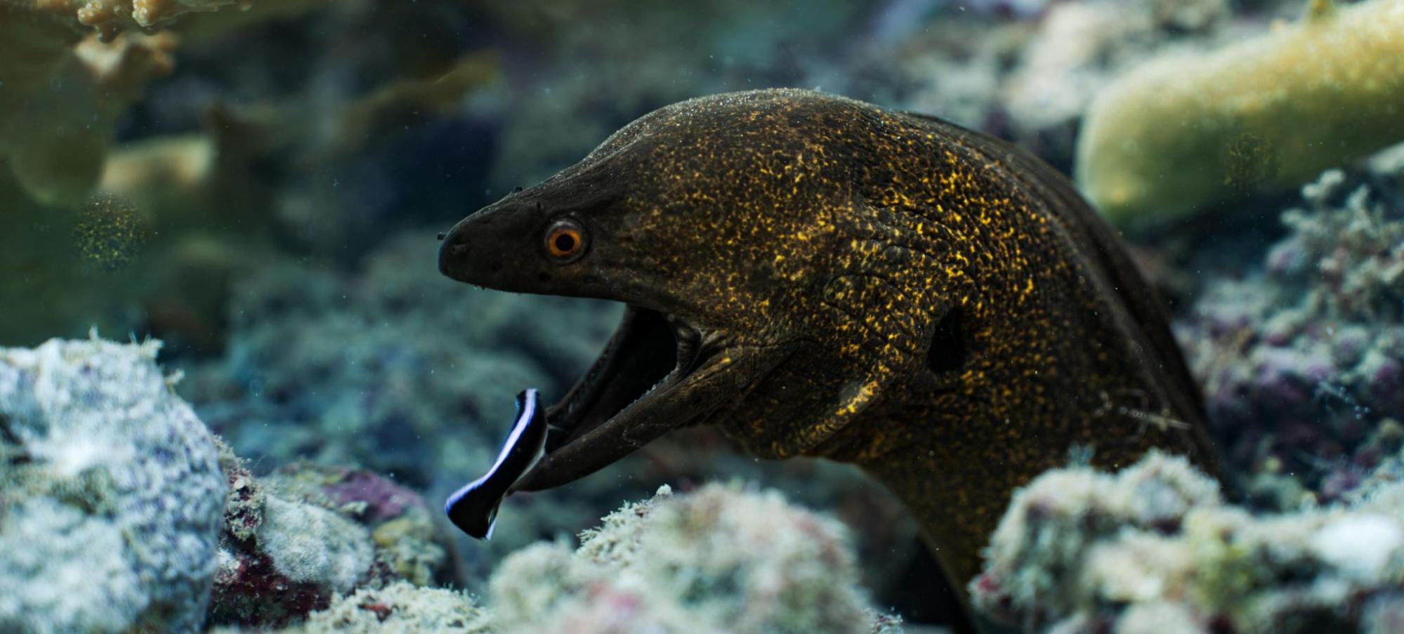 An Introduction to Tropical Marine Ecosystems
